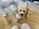 トイプードル　仔犬