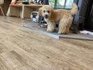 トイプードル　仔犬