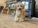 トイプードル　仔犬