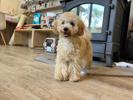 トイプードル　仔犬