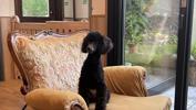 トイプードル　仔犬