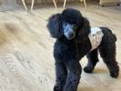 トイプードル　仔犬