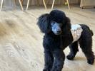 トイプードル　仔犬