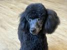 トイプードル　仔犬