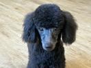 トイプードル　仔犬