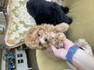 トイプードル　仔犬