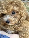 トイプードル　仔犬