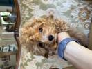 トイプードル　仔犬
