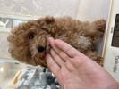 トイプードル　仔犬