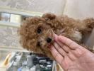トイプードル　仔犬