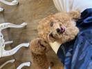 トイプードル　仔犬
