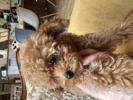 トイプードル　仔犬