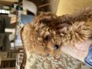 トイプードル　仔犬