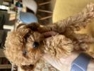 トイプードル　仔犬