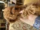 トイプードル　仔犬