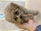 トイプードル　仔犬