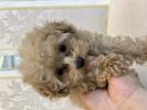トイプードル　仔犬