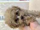 トイプードル　仔犬