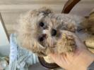 トイプードル　仔犬