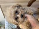 トイプードル　仔犬