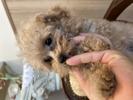 トイプードル　仔犬