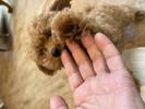 トイプードル　仔犬