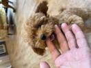 トイプードル　仔犬