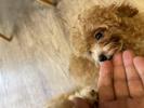 トイプードル　仔犬