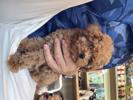トイプードル　仔犬