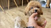 トイプードル　仔犬