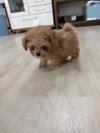 トイプードル　仔犬